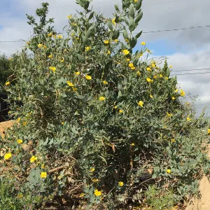 Dendromecon harfordii at Peter Schuyler's garden
