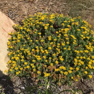 Heterothica â€˜San Bruno Mountain' at Peter Schuyler's garden