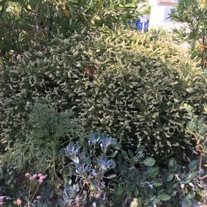 Prostrate Adenostoma fascicularis at Peter Schuyler's garden