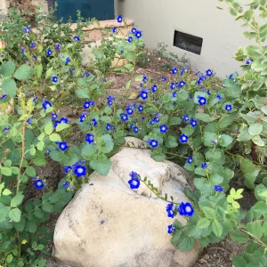 Phacelia at Peter Schuyler's garden