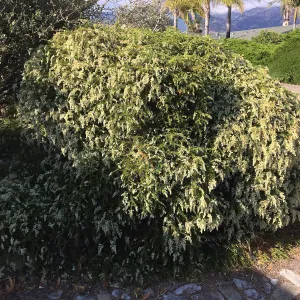 Prostrate Adenostoma fascicularis at Schuyler's garden