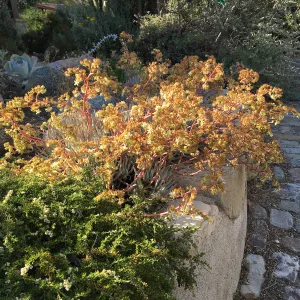 Prostrate Adenostoma and Dudleya hassei at Schuyler's garden