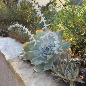 Dudleya at Schuyler's garden