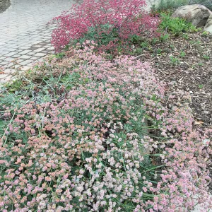 Eriogonum grande rubescens top of groundcover display