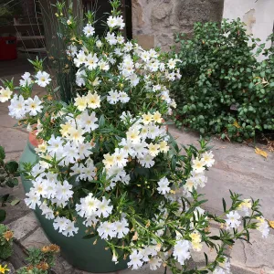 Mimulus â€˜Jelly Bean White' in container on library steps