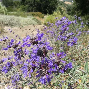 Salvia â€˜Whirly Blue' in A 23 on Porter Trail