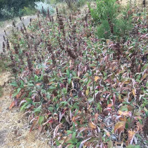 Porter Trail, Salvia (Sage) spathacea: Hummingbird Sage