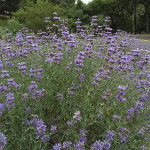 Salvia â€˜Allen Chickering' at the Tunnel Triangle