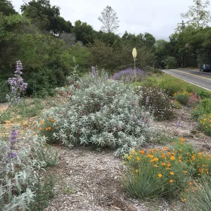 Salvia â€˜Desperado' at the Tunnel Triangle