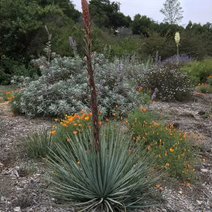 Yucca whipplei at the Tunnel Rd. Triangle