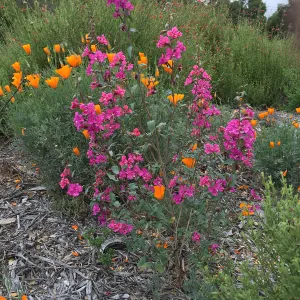 Clarkia unguiculata at the Tunnel Rd Triangle 