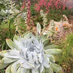 Dudleya brittonii, Heuchera (Coral bells), Eschscholzia (California Poppy) near information Kiosk