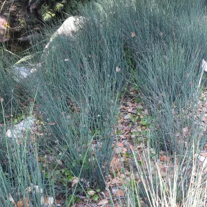 Juncus patens by the Pond