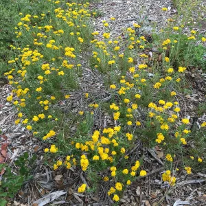 Eriophyllum confertiflorum