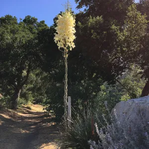 Yucca whiplei in bloom