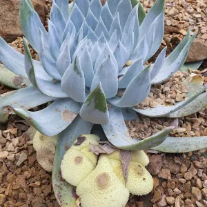 Dudleya (liveforevers) getting too much water