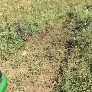 Trial meadow mowing