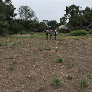 State of the Meadow during Bouteloua establishment