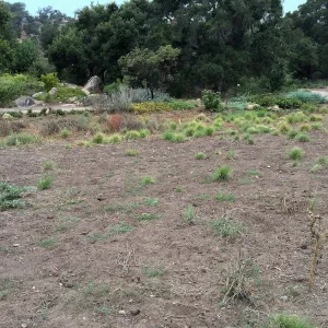 State of the Meadow during Bouteloua establishment