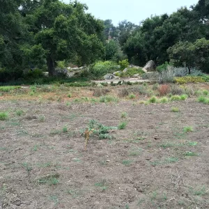 State of the Meadow during Bouteloua establishment