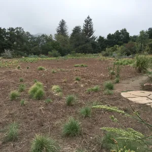 State of the Meadow during Bouteloua establishment