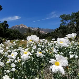 Matilija poppies and Arlington Peak