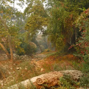 Mission Creek in smoke from Thomas Fire