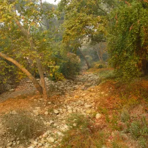 Mission Creek in smoke from Thomas Fire