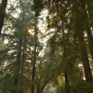 Redwood Section in smoke from Thomas Fire (Coast Redwood)