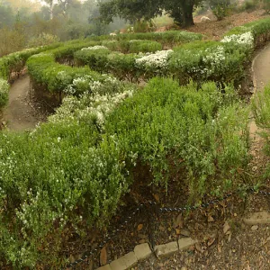 Centennial Maze in smoke from Thomas Fire