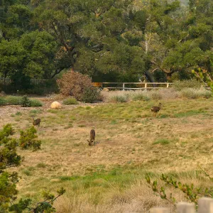 Deer in the Meadow