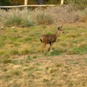 Deer in the Meadow