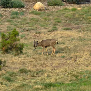 Deer in the Meadow