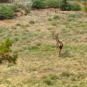 Deer in the Meadow