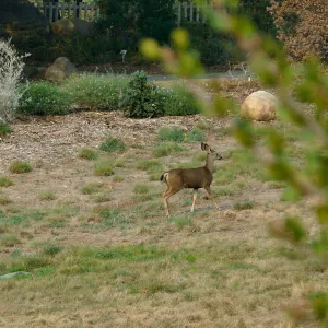 Deer in the Meadow
