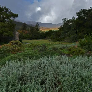 Low rainbow over the Meadow