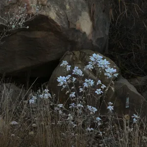 Brittlebush in the Desert Section