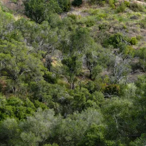 Regrowth around trees burned by the Jesusita Fire, west slope of Cavalli Ridge
