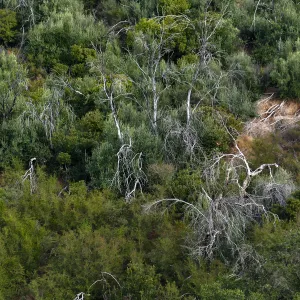 Regrowth around trees burned by the Jesusita Fire, west slope of Cavalli Ridge