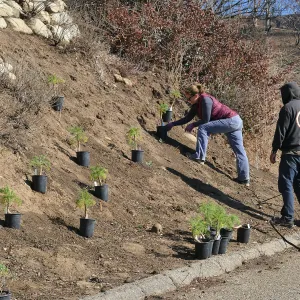 Martin Luther King Day of Service at the Ventura Botanical Garden