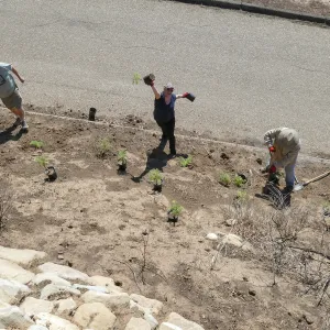 Martin Luther King Day of Service at the Ventura Botanical Garden