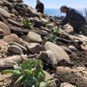 Martin Luther King Day of Service at the Ventura Botanical Garden