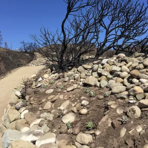 Martin Luther King Day of Service at the Ventura Botanical Garden