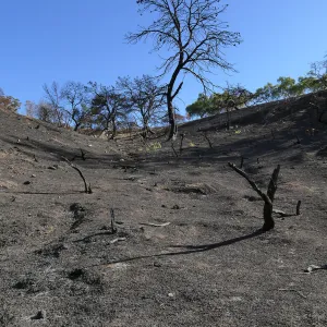 Burned hillside at the Ventura Botanical Garden