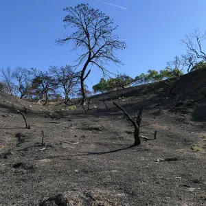 Burned hillside at the Ventura Botanical Garden