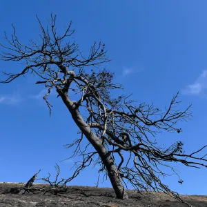 Burned tree at the Ventura Botanical Garden