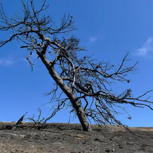 Burned tree at the Ventura Botanical Garden