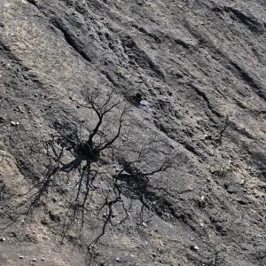 Burned canyon wall at the Ventura Botanical Garden