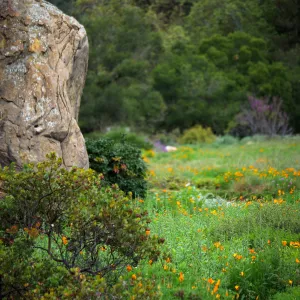 Blaksley Boulder and Meadow