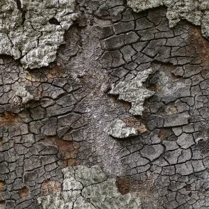burned oak (Coastal Live Oak) bark nine years after Jesusita fire